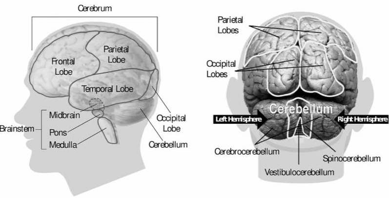 Cerebrum Brain
