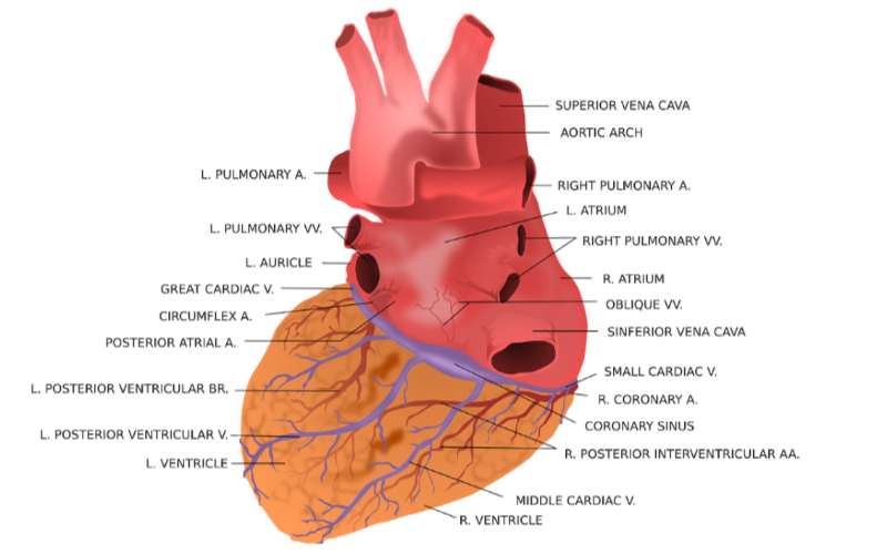 human heart