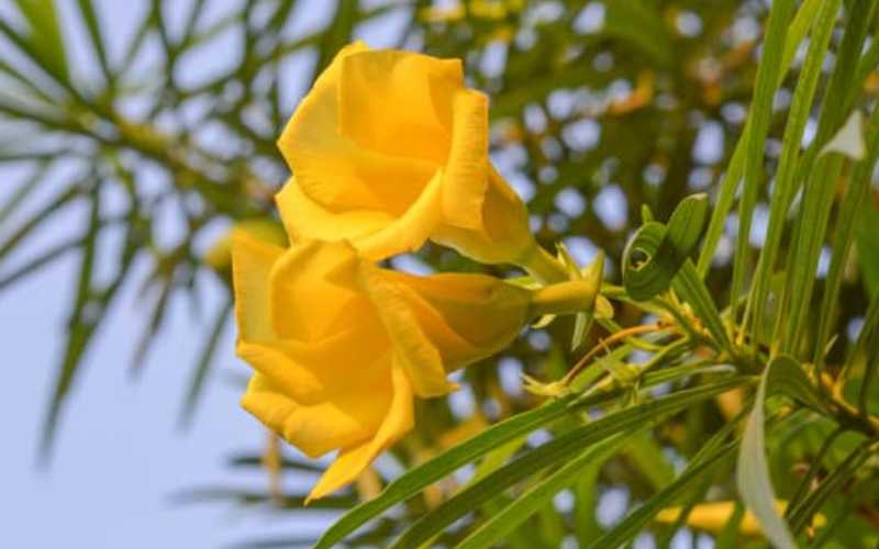 पीला कनेर (Yellow Oleander)