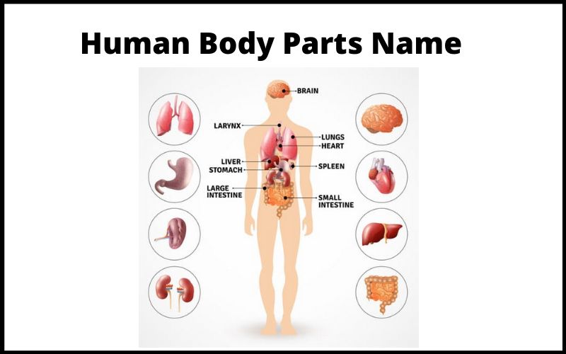 Human Body Parts Name