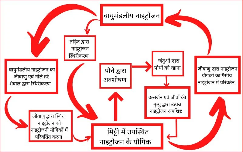 nitrogen cycle