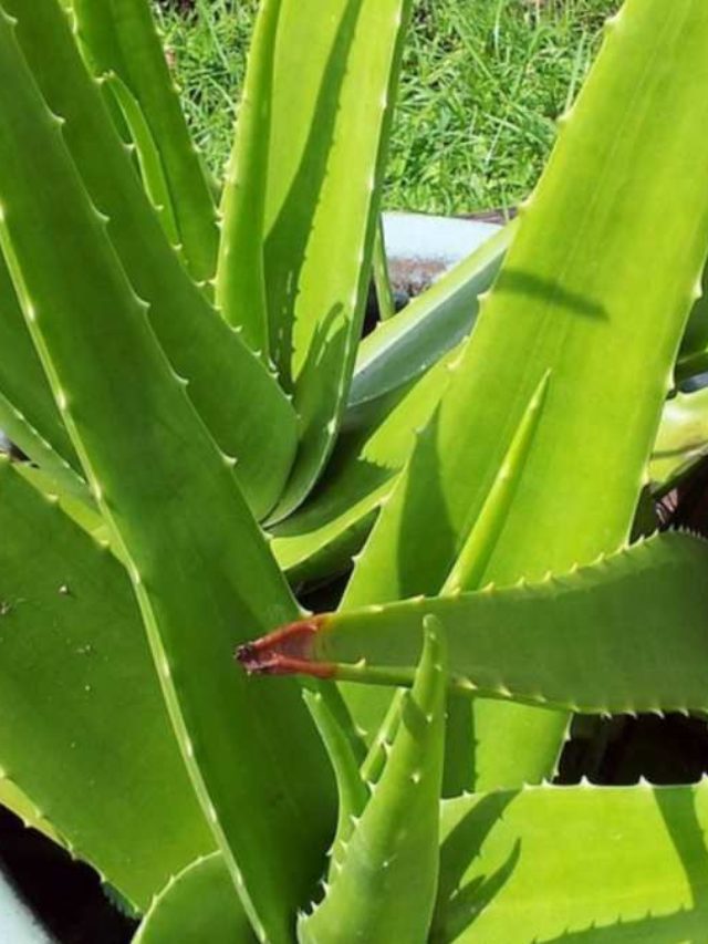 cropped-Aloe-vera-2.jpg